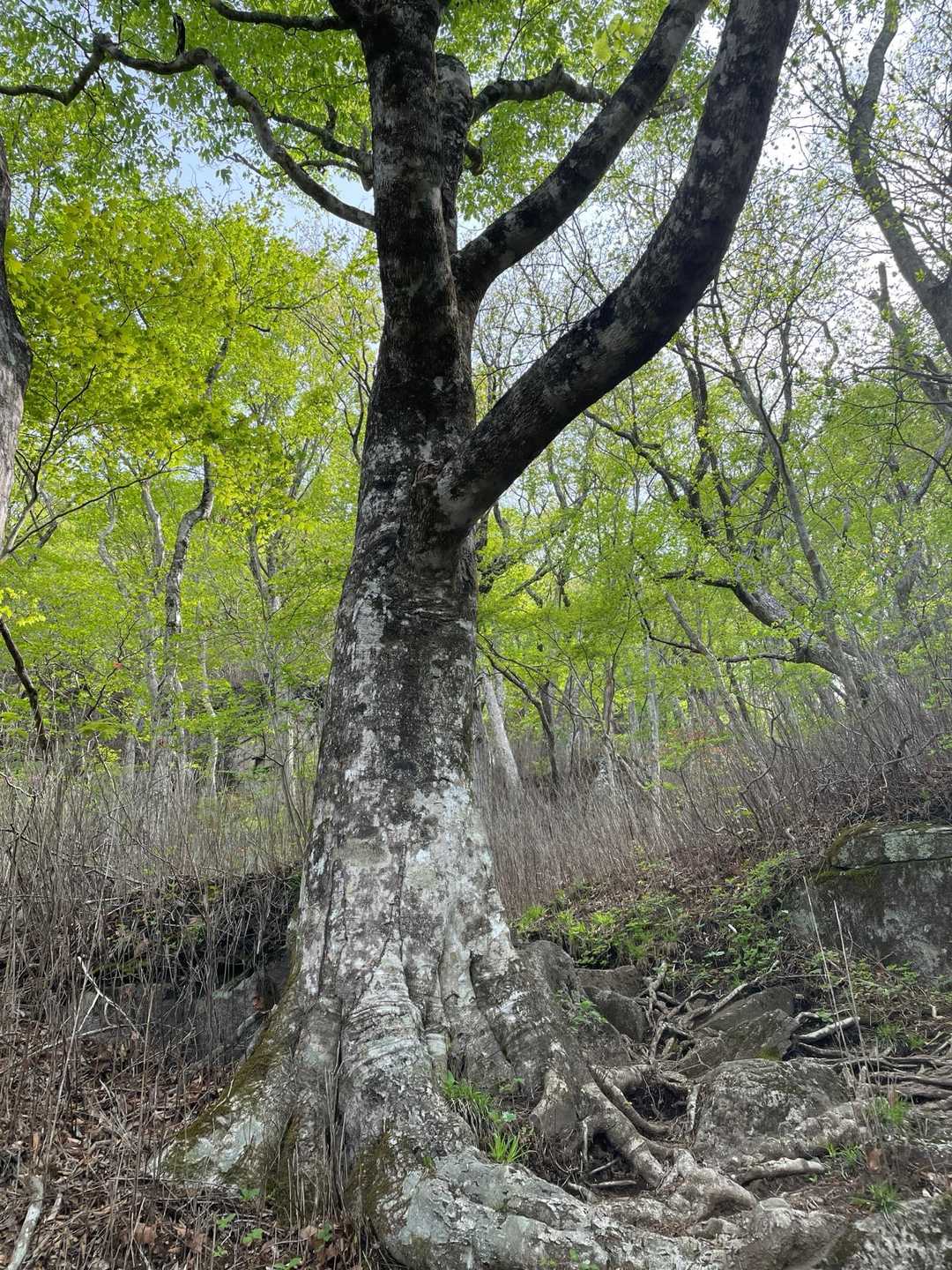 鎌倉岳萩平登山口-鎌倉岳 縦走コースの写真