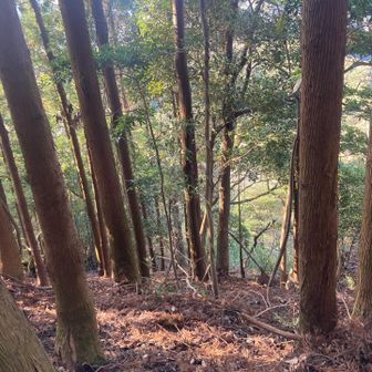 ロープウェイ左側　杉林の激下り