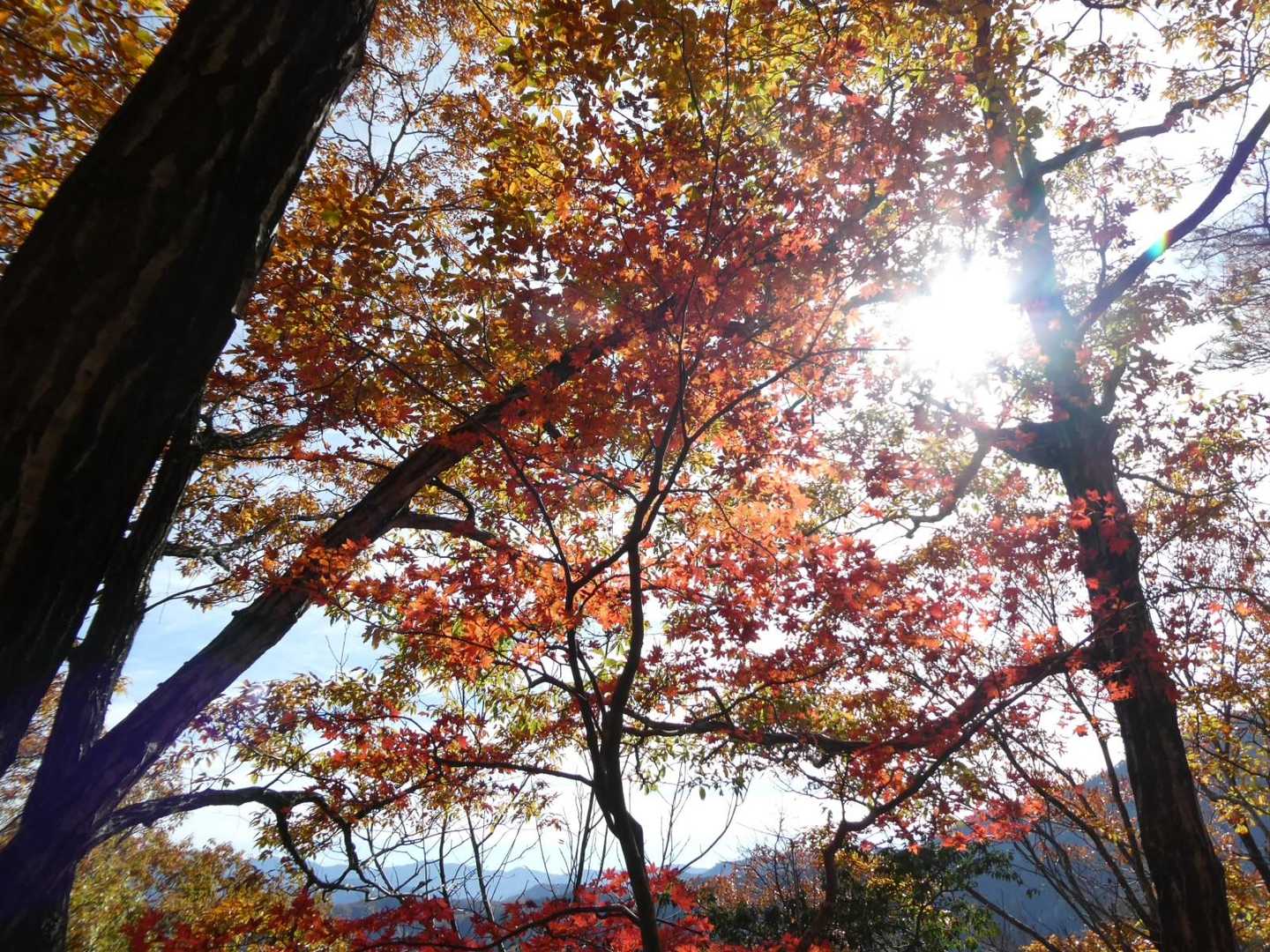 紅葉も綺麗🍁