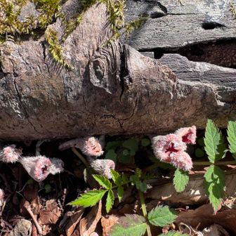 だいぶ終わりかな？