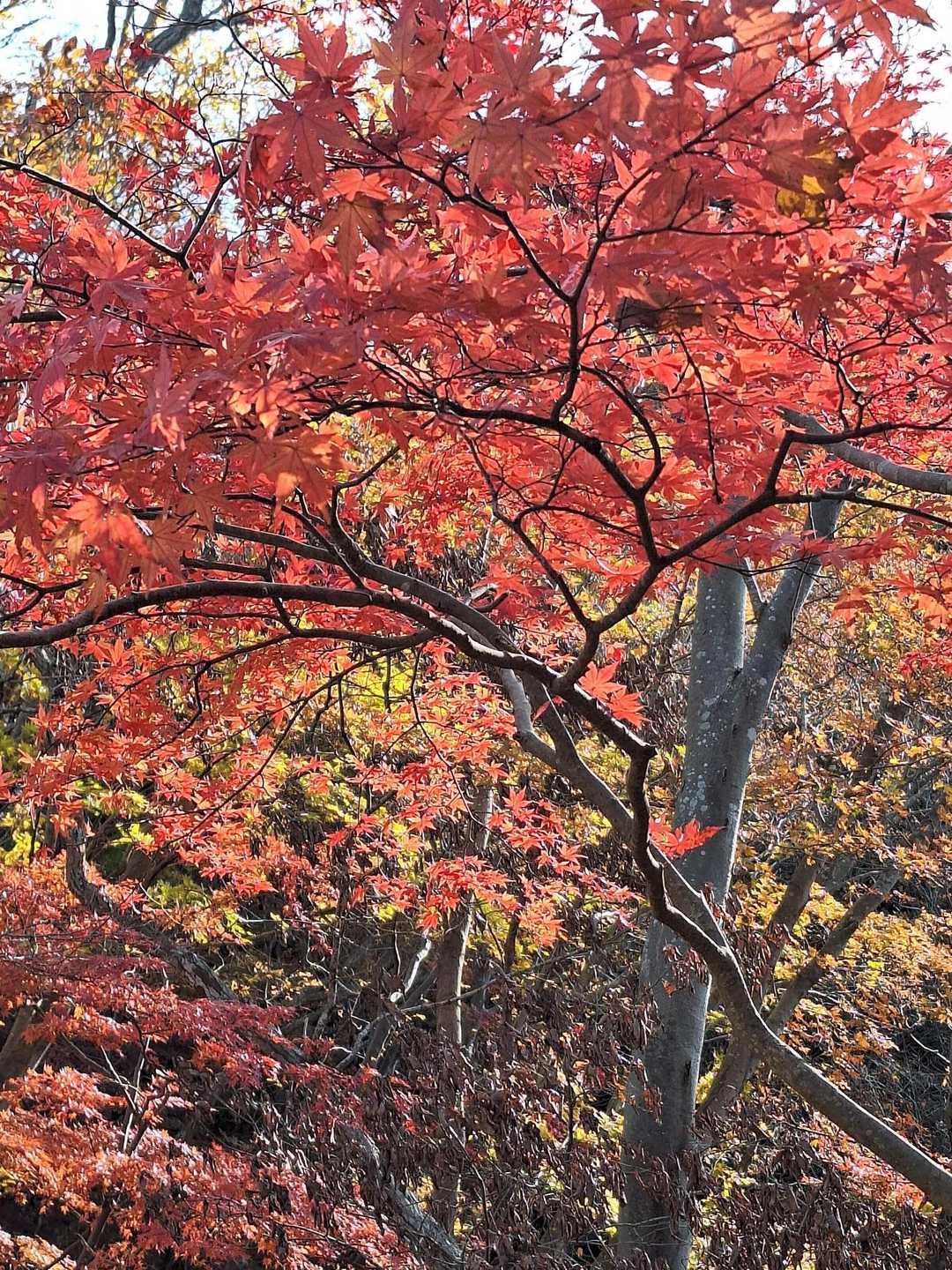 明山登り口-三葉峠-明山 往復コースの写真
