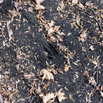 とりあえず北峰へ。
これは鹿かな？