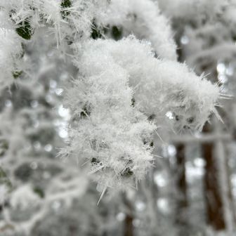 愛知県の真ん中でトキントキンな雪が見れるとは