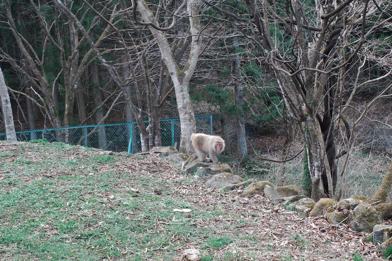 安戸山 往復コースの写真