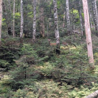シカに遭遇。全然逃げない。