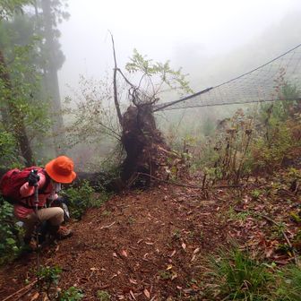 烏嶽登山口からガレ場の急登を登り上がると防鹿柵に出る
防鹿ネットがめくれ上がってる💦