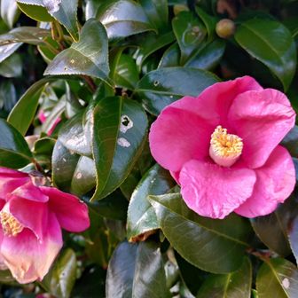 これは椿ですね。