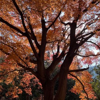 あらたやま タタラ山（大阪） | YAMAP / ヤマップ