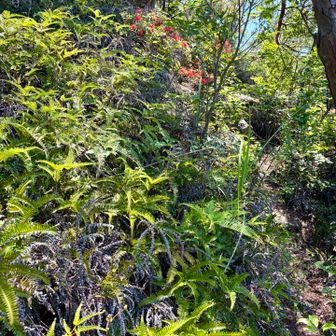 シダゾーン🌿の急激下道。
これは、わかりにくい。
気をつけて⚠️
この後、日陰の湿地帯で🐍、さっさと逃げてくれた😥