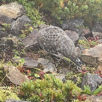 雷鳥２匹目