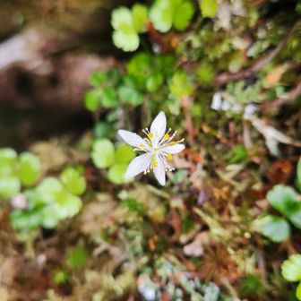 ミツバオウレン✾
この辺りで本日初めての登山者、ソロ女性とスライド。