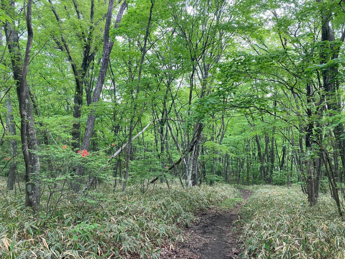 臥牛山登山口-臥牛山-伯耆山-五万石-高根 往復コースの写真