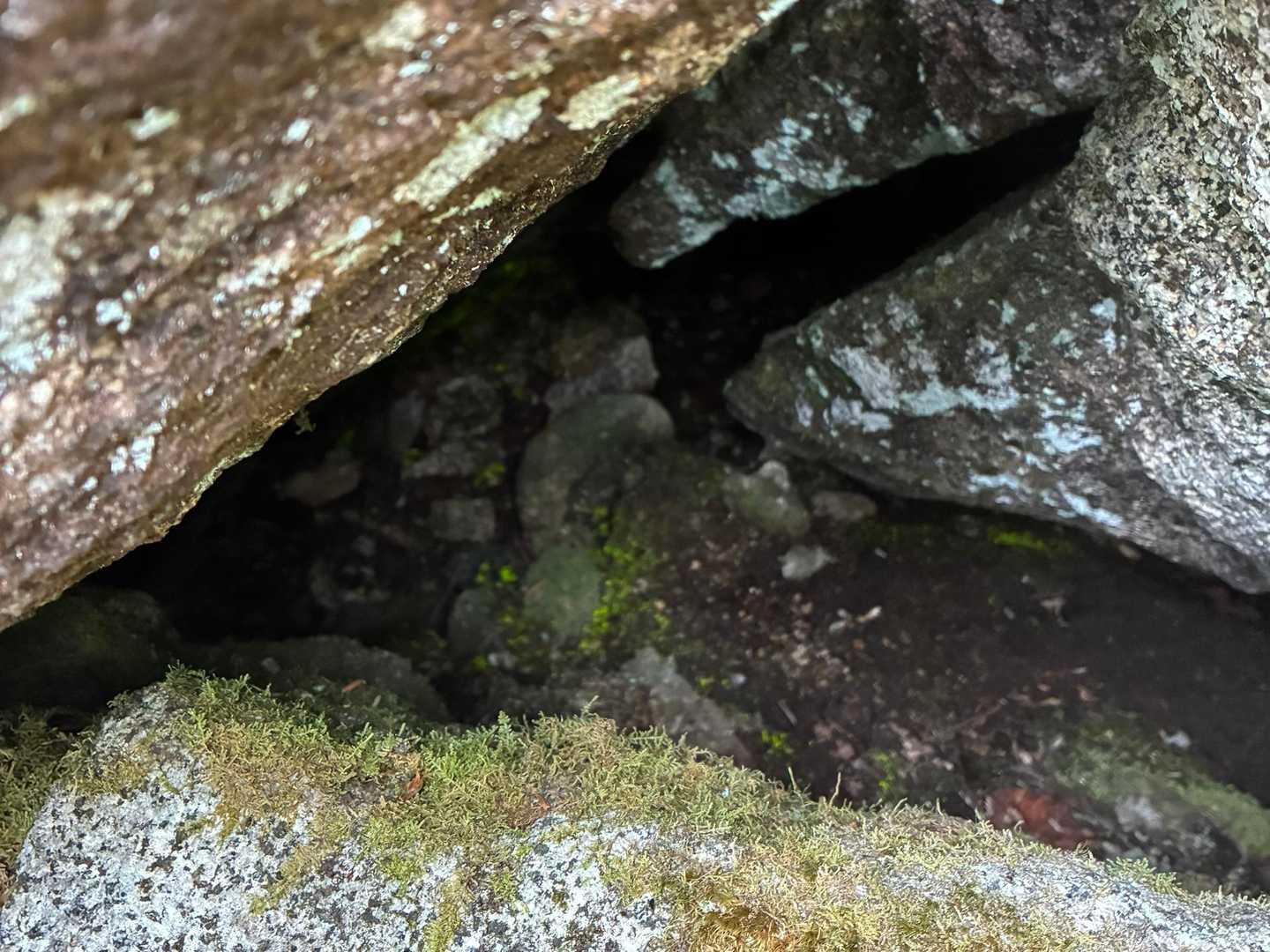 神社の中の
光る苔