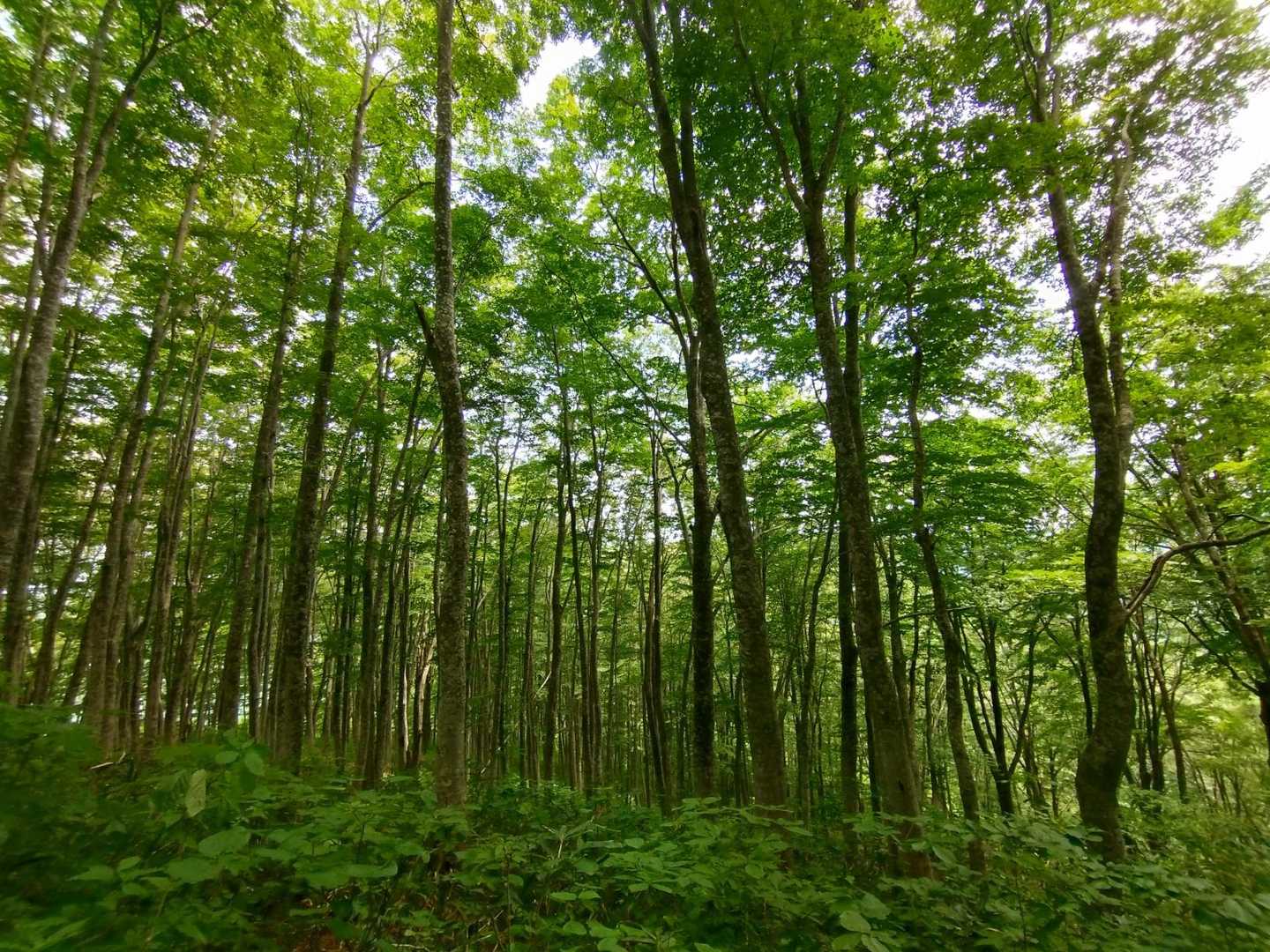 下山はブナ森コース🎵
ブナ林がめちゃめちゃ美しい〜🤩
気持ちいい〜〜💚