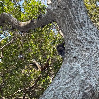 リスさん。いっぱいいたね