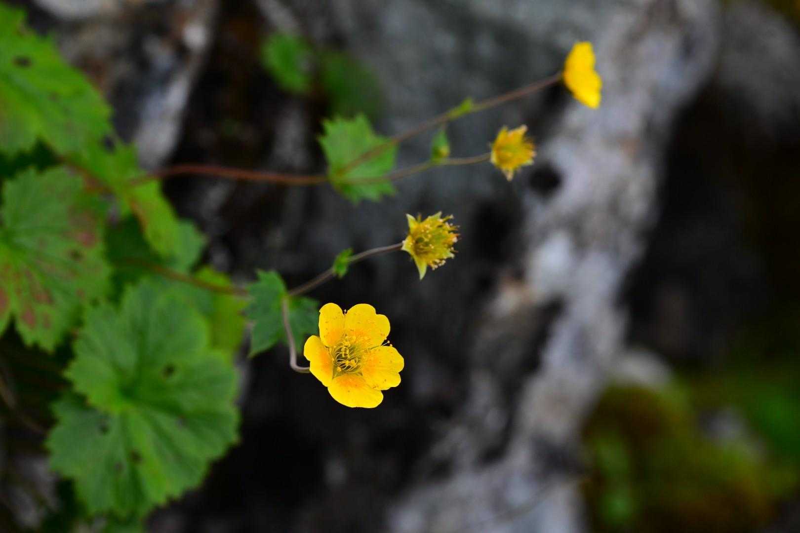 飛騨乗越-大喰岳-中岳-南岳-長谷川ピーク-北穂高岳北峰 縦走コースの写真