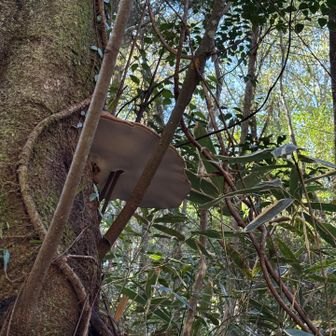 こんな所に大きなサルノコシカケ🍄