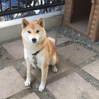 buru