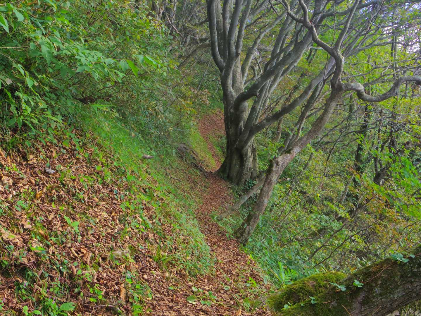 東光山登山口-東光山 往復コースの写真