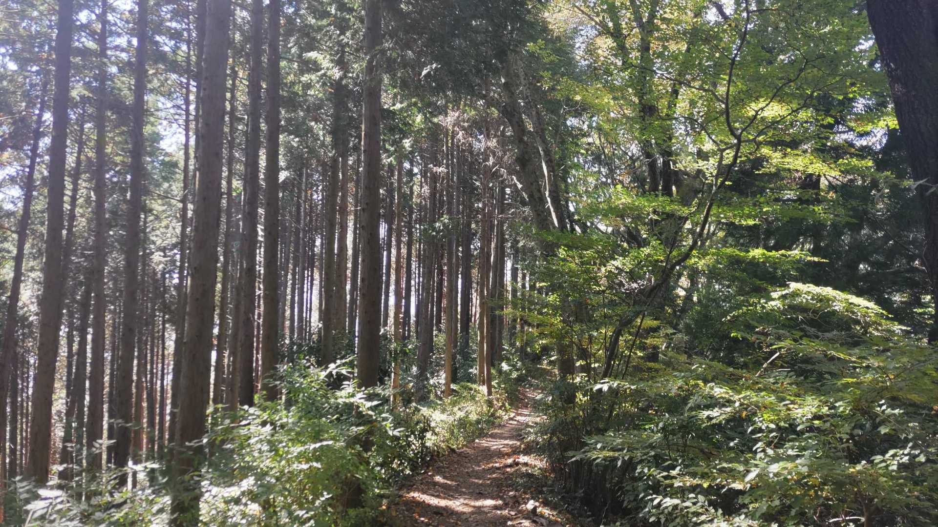 相模湖に降りてく方は人通りも少なくて静か。落ち着きますね。