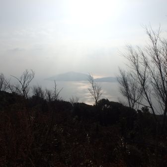 山頂近くの伐採地より