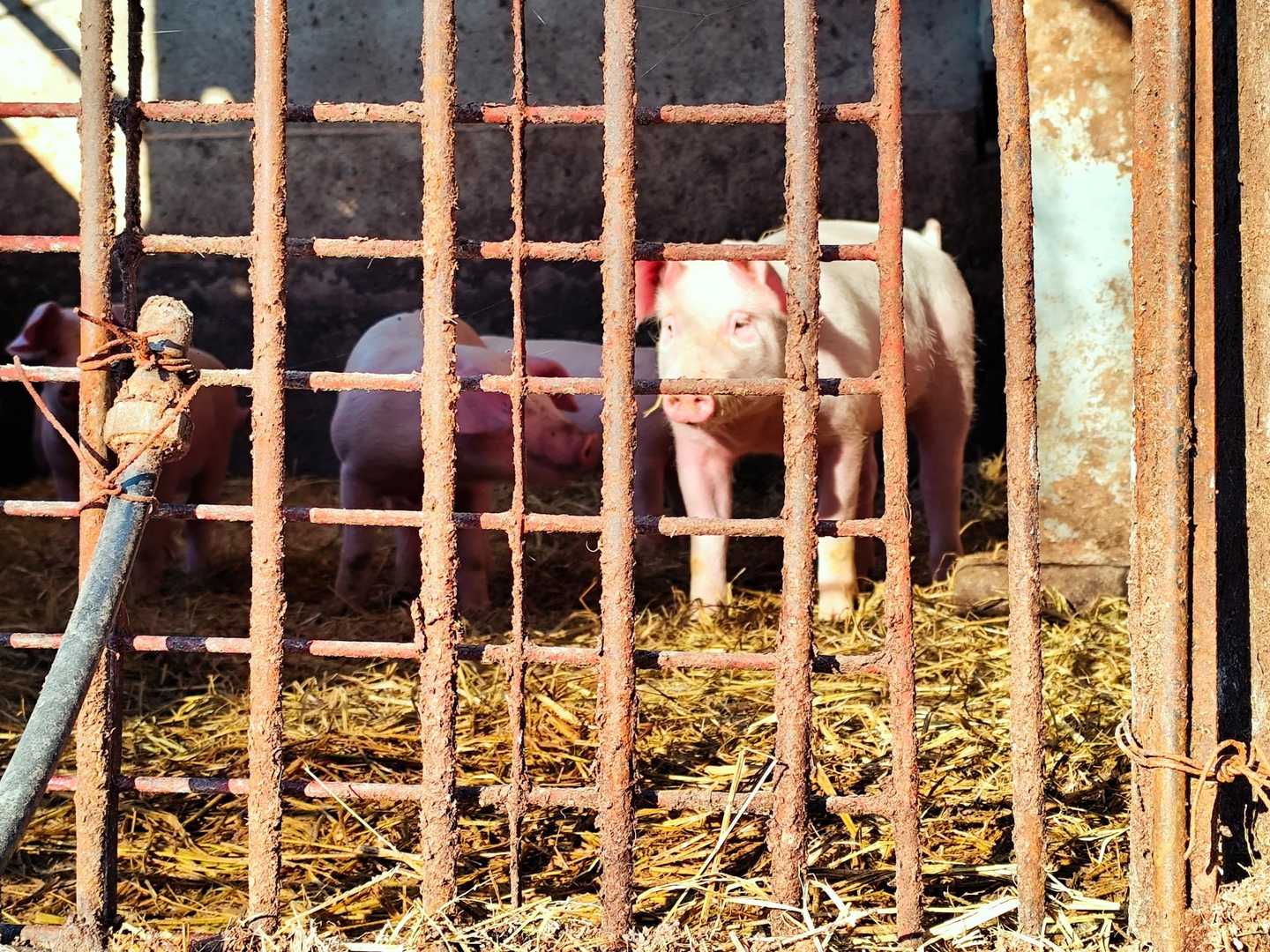 恒例の豚さんに挨拶です😙
子豚なので可愛いです🐷