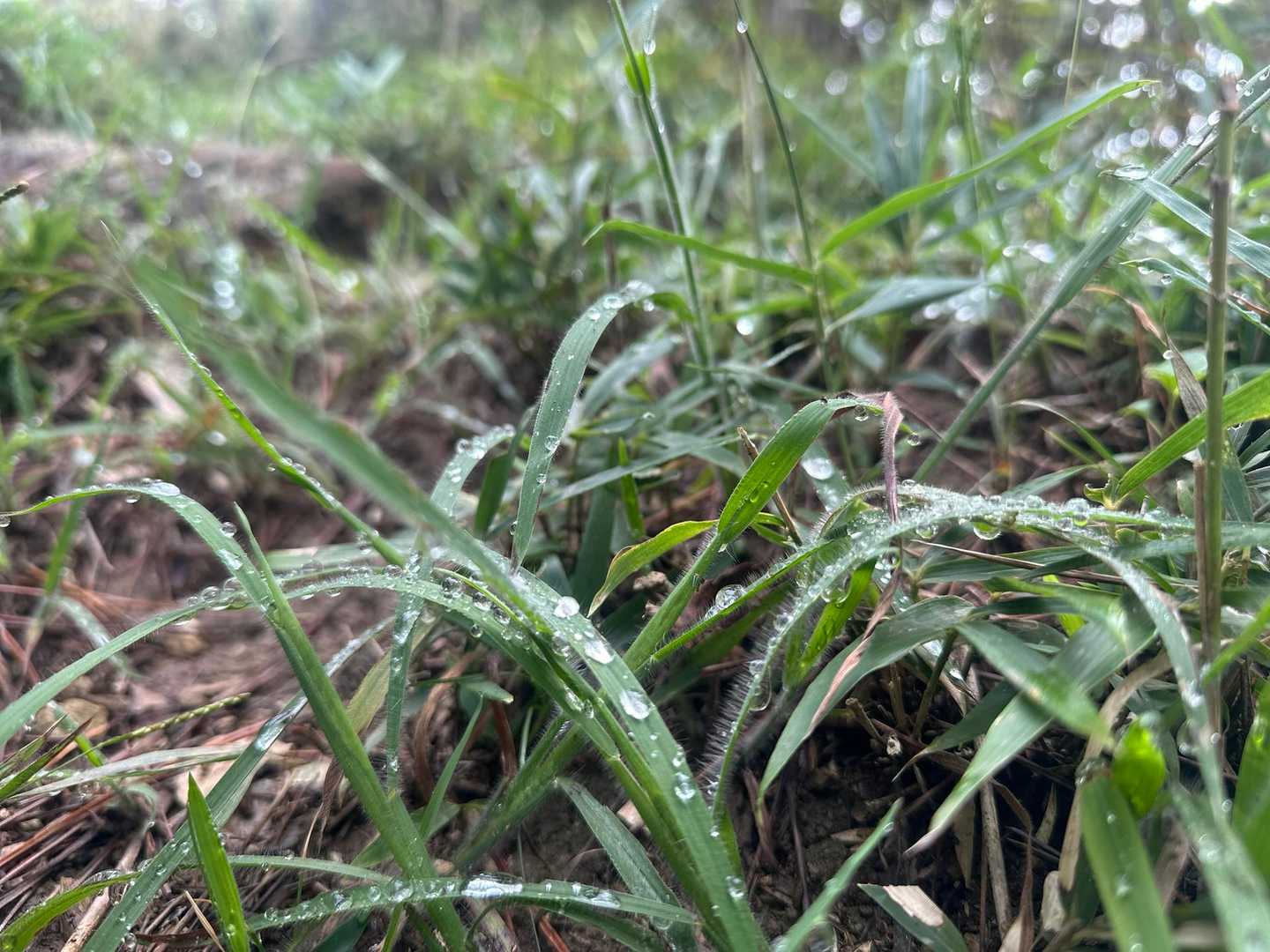 露で濡れた草🌱もいい感じ😽
ｲｷｲｷ