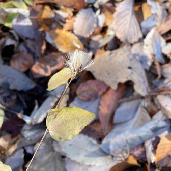 コウヤボーキが美しい、