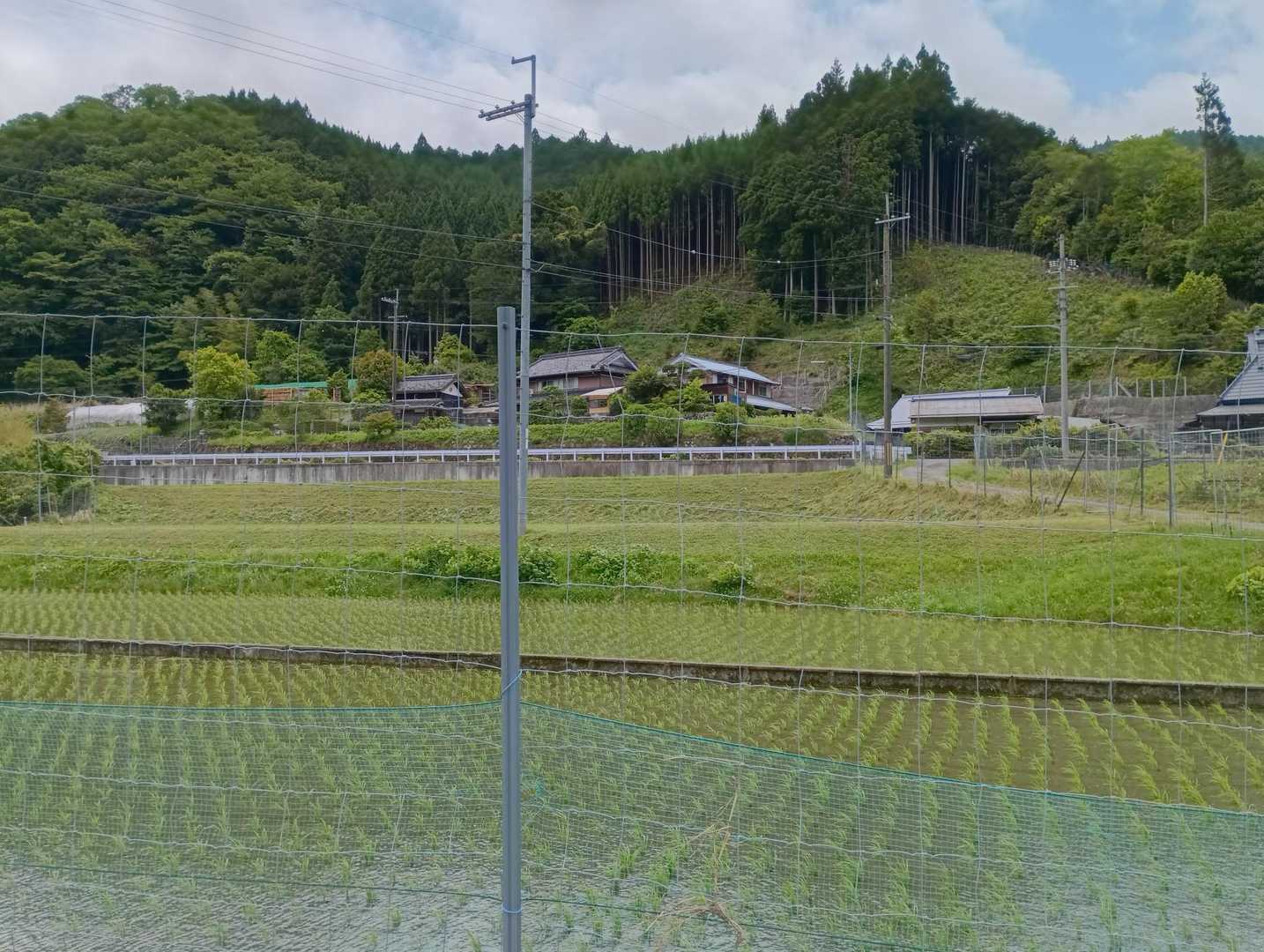 田植えが終わった所