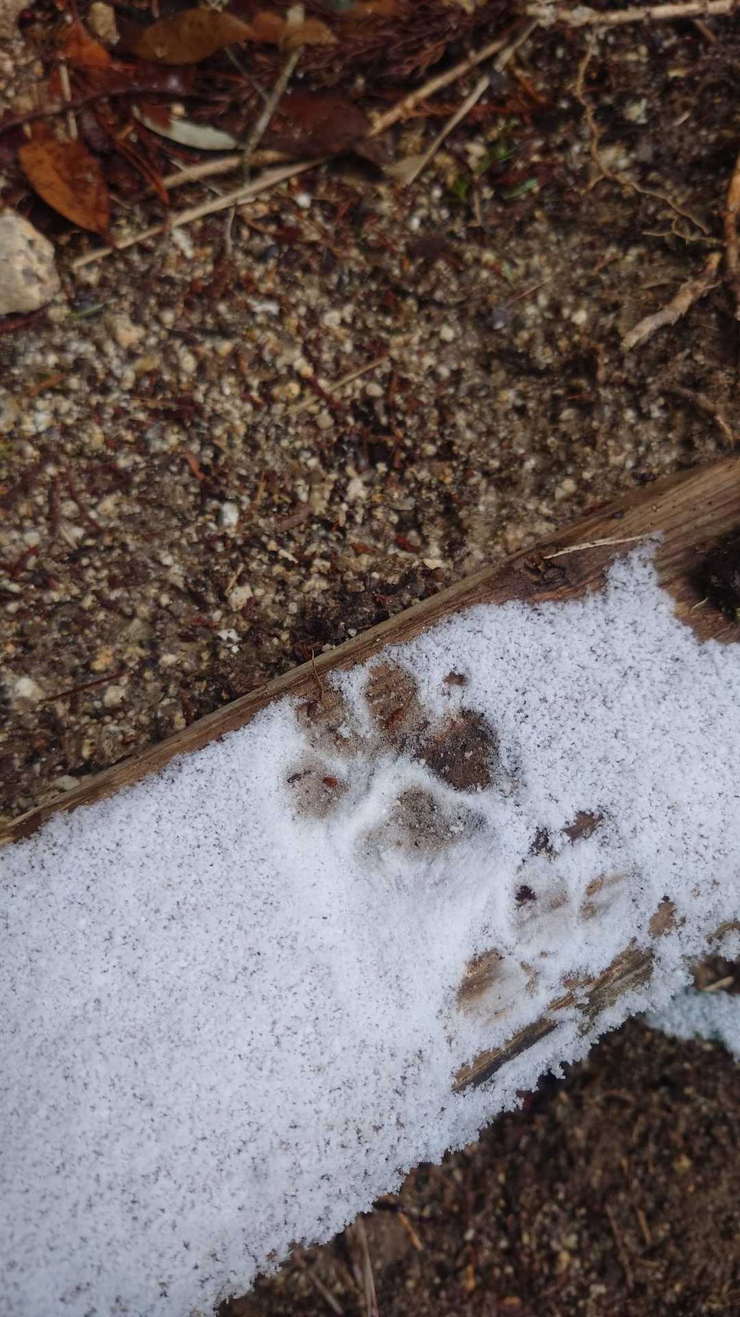 ワンちゃんの足跡🐾に勇気をもらい😊