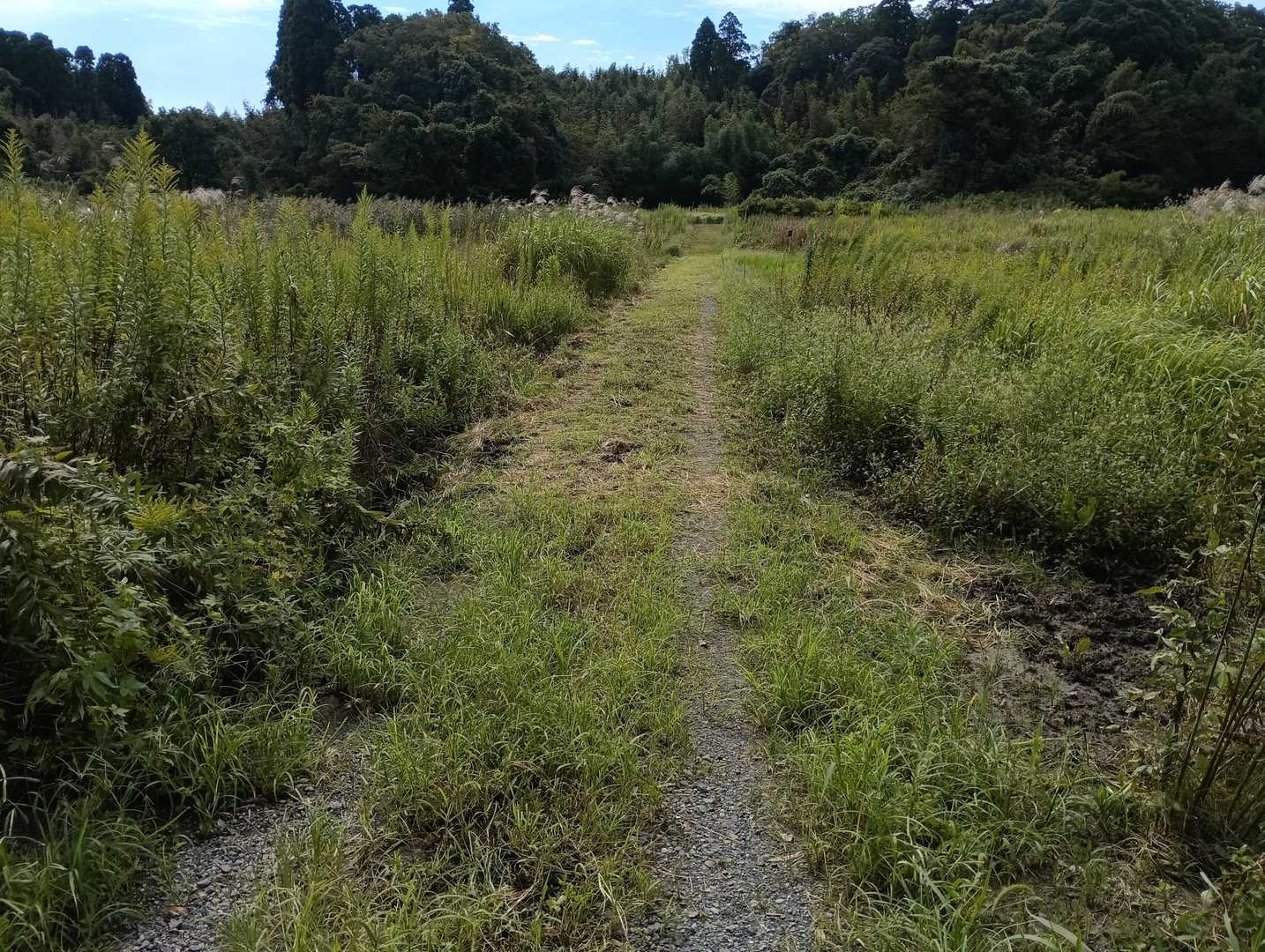 この前草刈りしたので、歩きやすい。