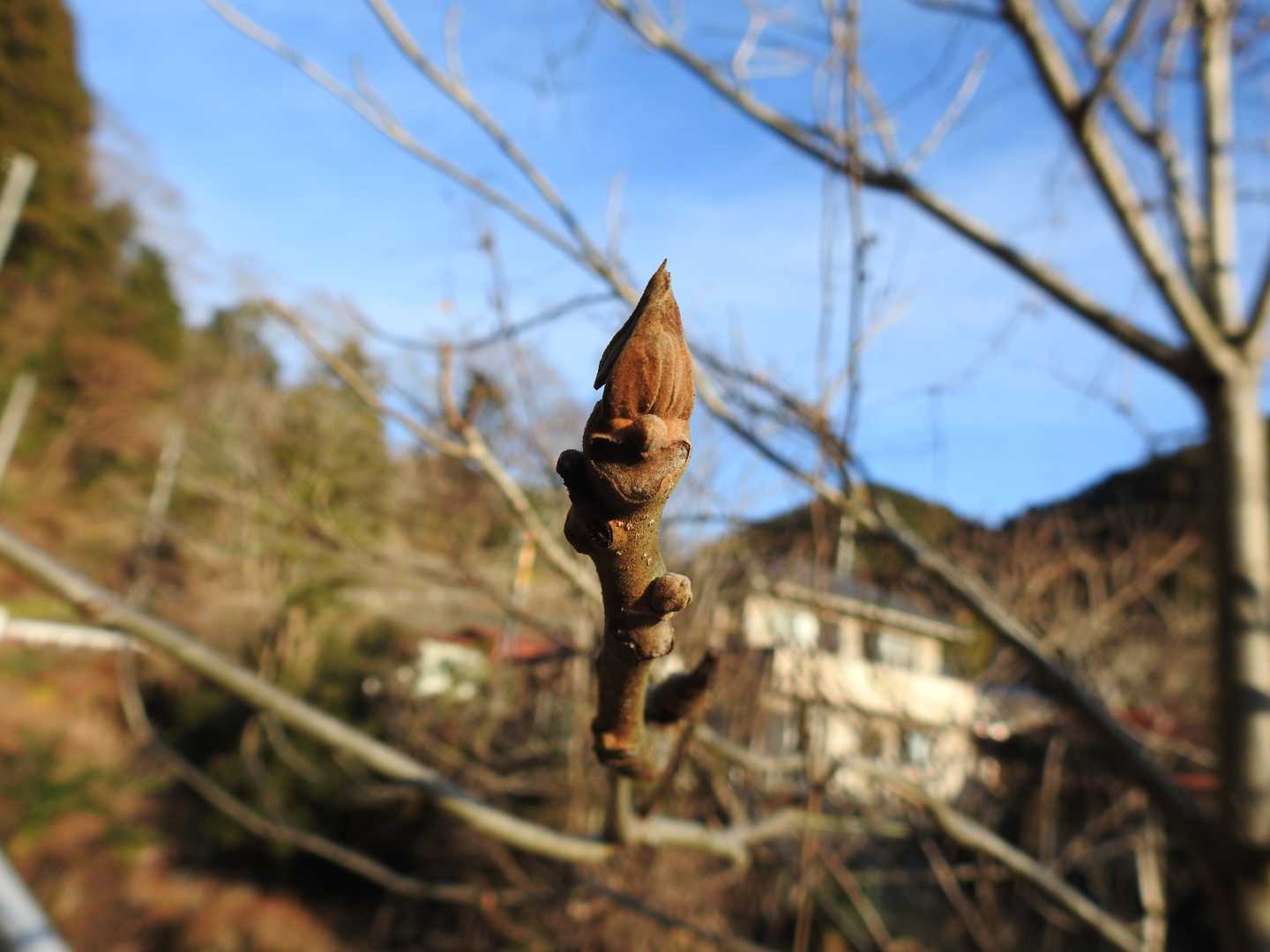 春を待つ冬芽たちということでオニグルミの冬芽の観察