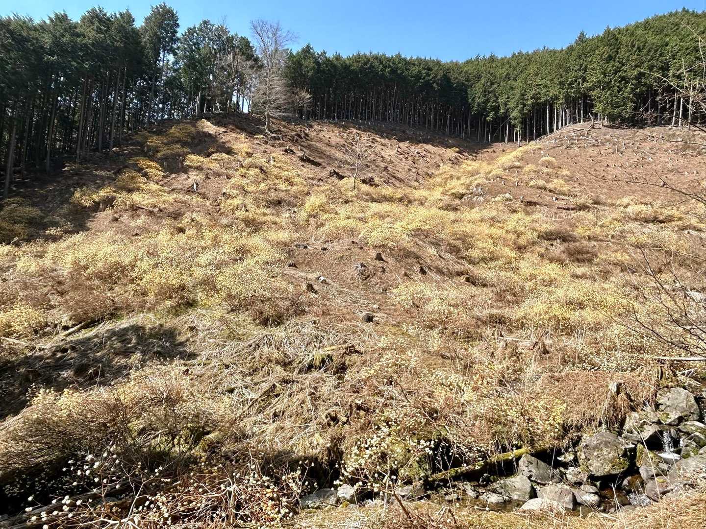 写真ではわかりにくいけど、ミツマタが群生してる。