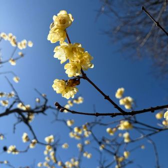 青空に黄色が映えますね