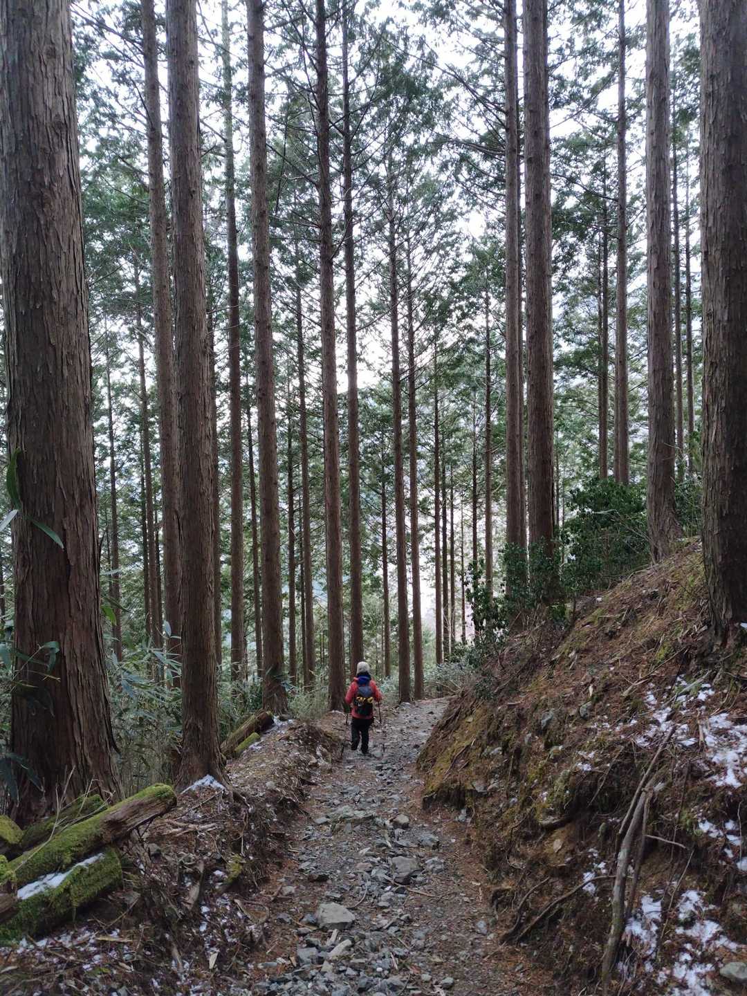 帰りの林道の下の方。