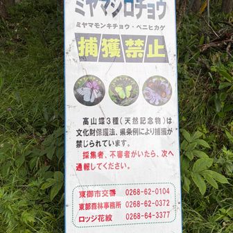 貴重な蝶🦋に出会いたい