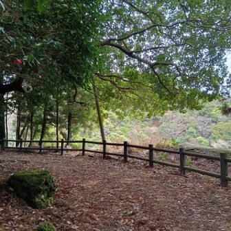 何気にこの、片山神社〜登山口までの区間がきついです💦いや、1号線跨いでからもそれなりに。
お疲れさまでした…👏👏
さぁ、はよ帰って⚾️見よーっと。

PS 下山メシは久々に松屋のハンバーグカレー食べたいと思ってテイクアウトしたんやけど、めちゃ値段上がっててビックリした😱