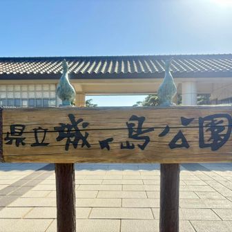 ウミウがお出迎え