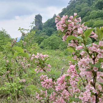 林道まで帰ってきました　そして毎回気になるあの岩　タニウツギと
