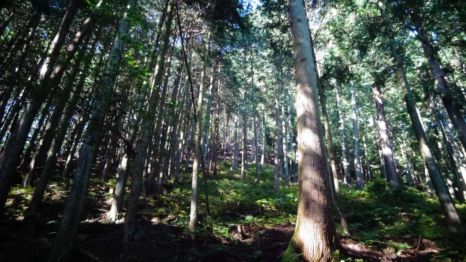 📝 登山道の案内距離表記板から見上げて📸パチリ⚡
.........🧗

