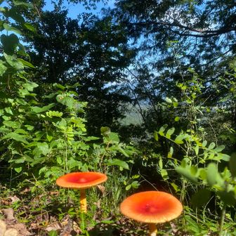 登山者に教えてもらったタマゴタケ🍄
食べれるみたいやけどこの色はキツイな🥺