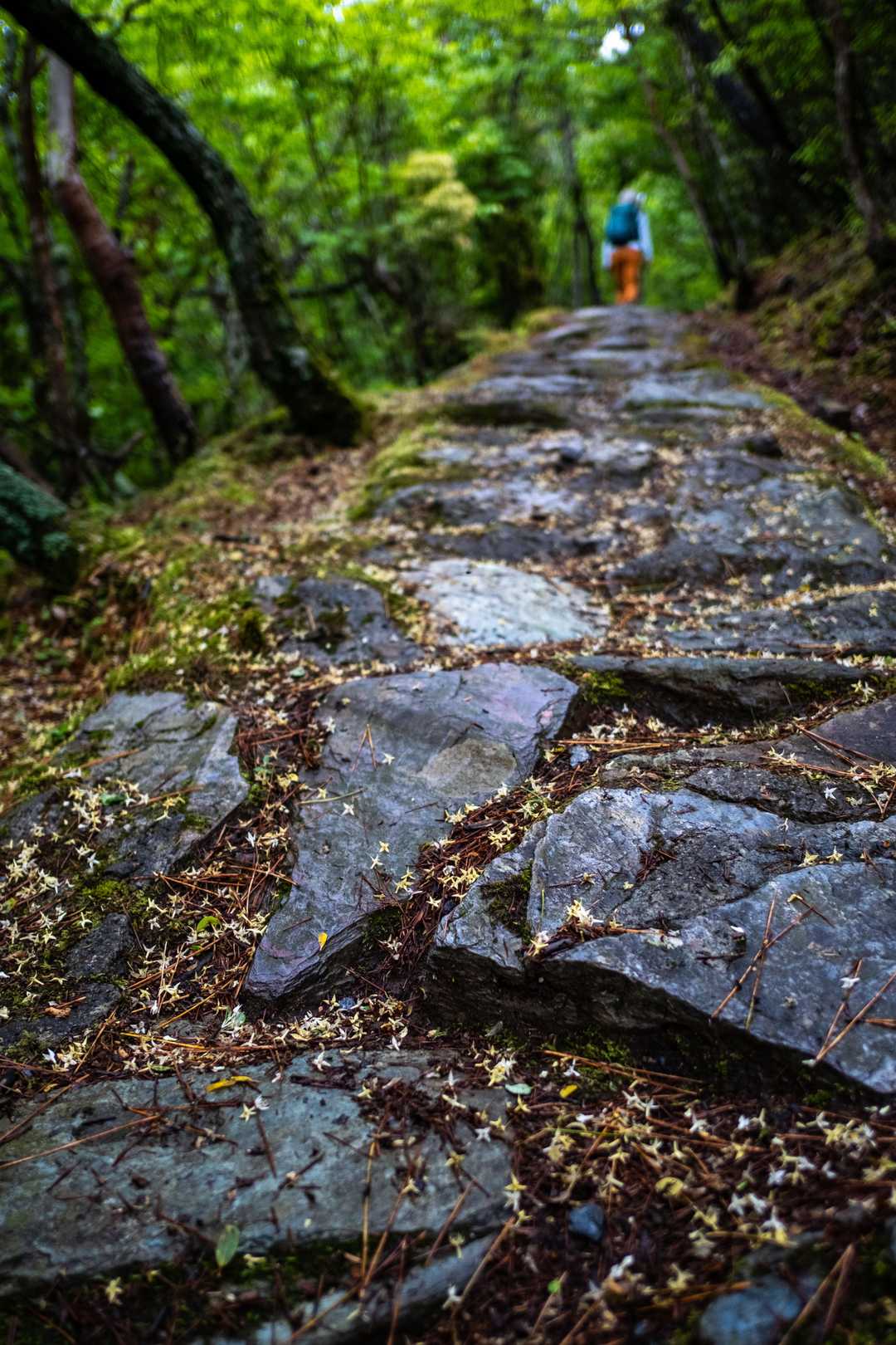 石畳はどこかの庭園のよう