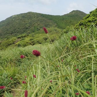 女岳、男岳、ワレモコウ