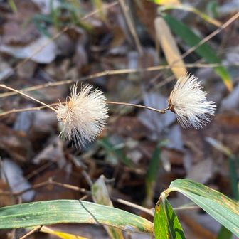こんなところにコウヤボウキ咲いてた