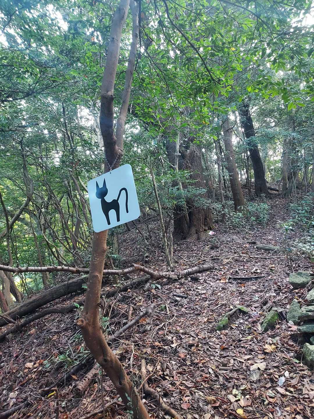 長野岳 往復コースの写真