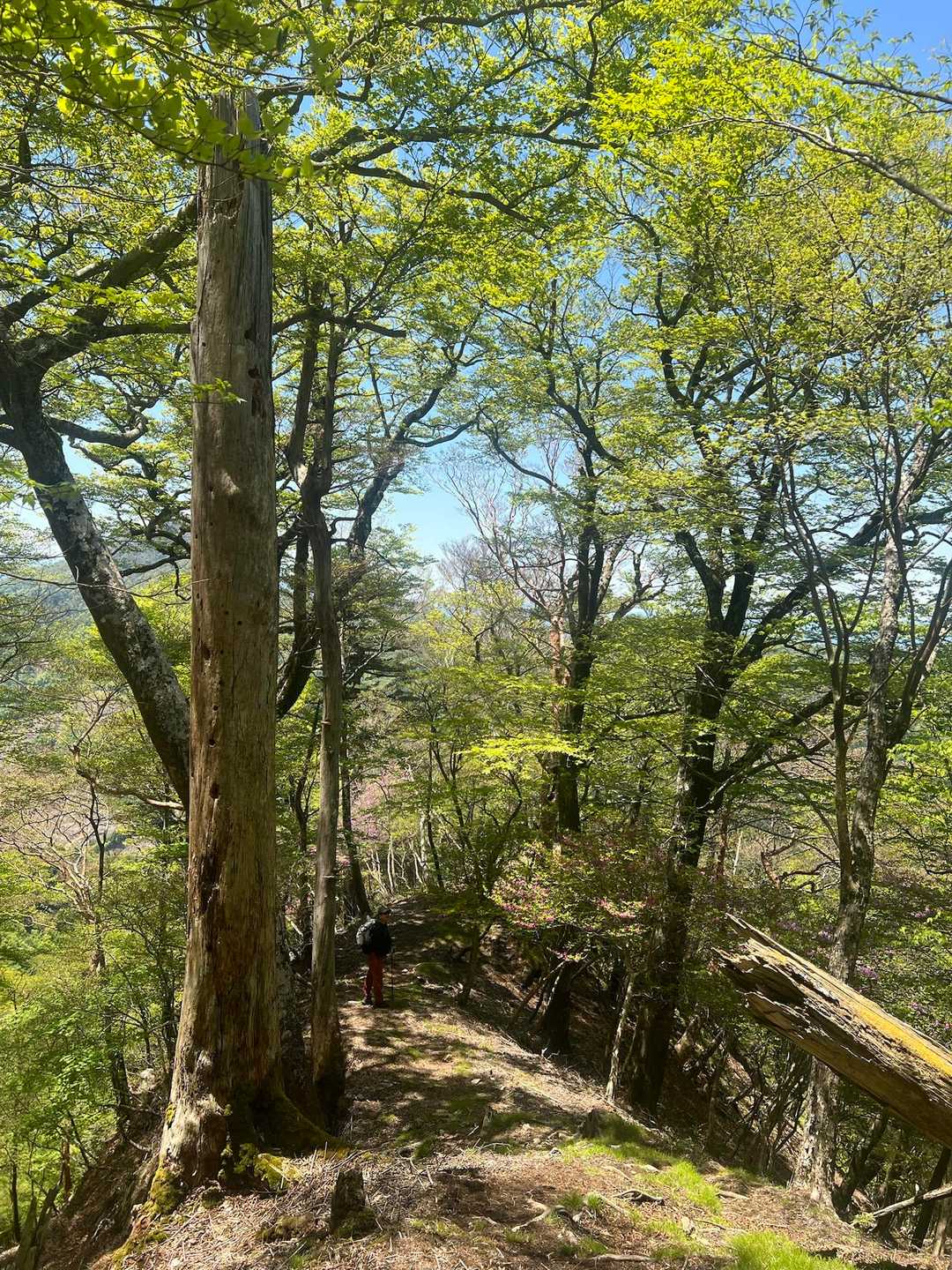 新緑の尾根歩き