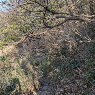 狭い道なのにツツジ？の枝が崖側にせり出していてけっこう嫌な感じ。

でもツツジの時期に来たらアリなんじゃないかな。