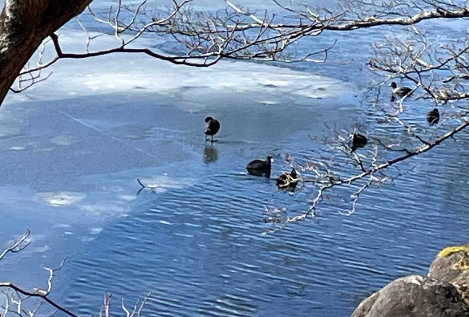 湖畔の水鳥 🦆