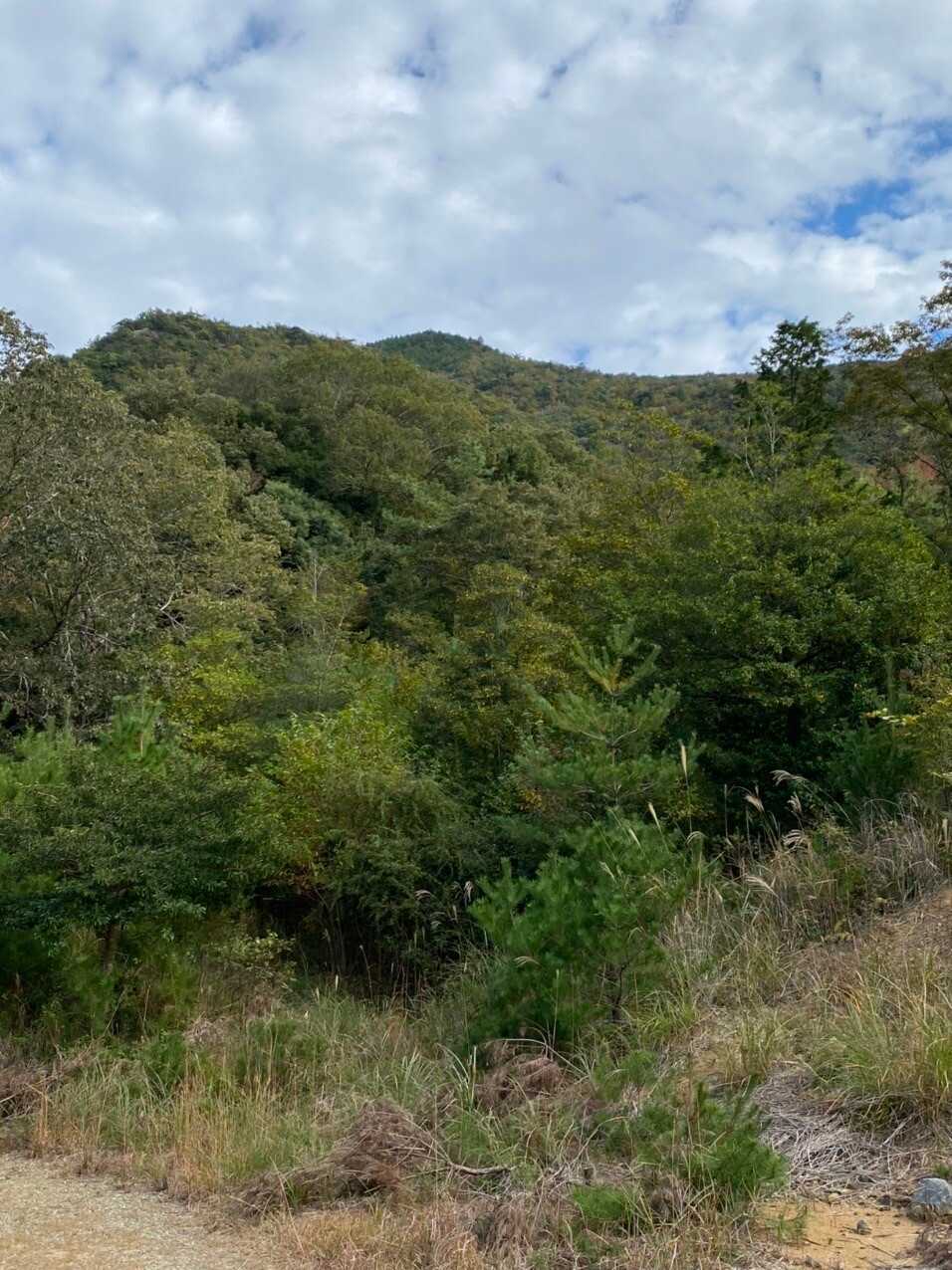 西光寺山の写真