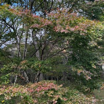 まだ紅葉🍁はこんな感じ